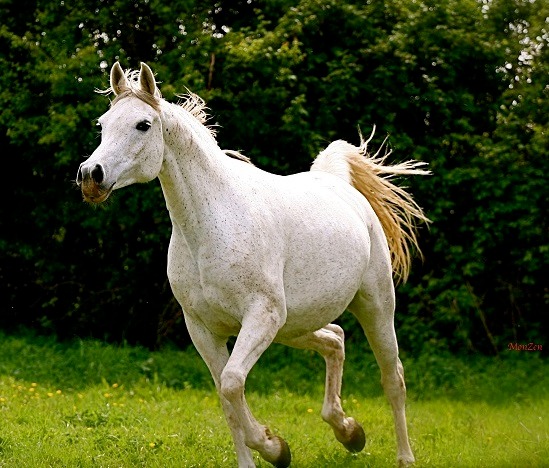 Grey mare Haydy de Gargassan