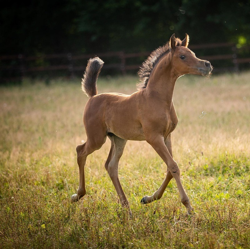 Poulain Haydy de Gargassan