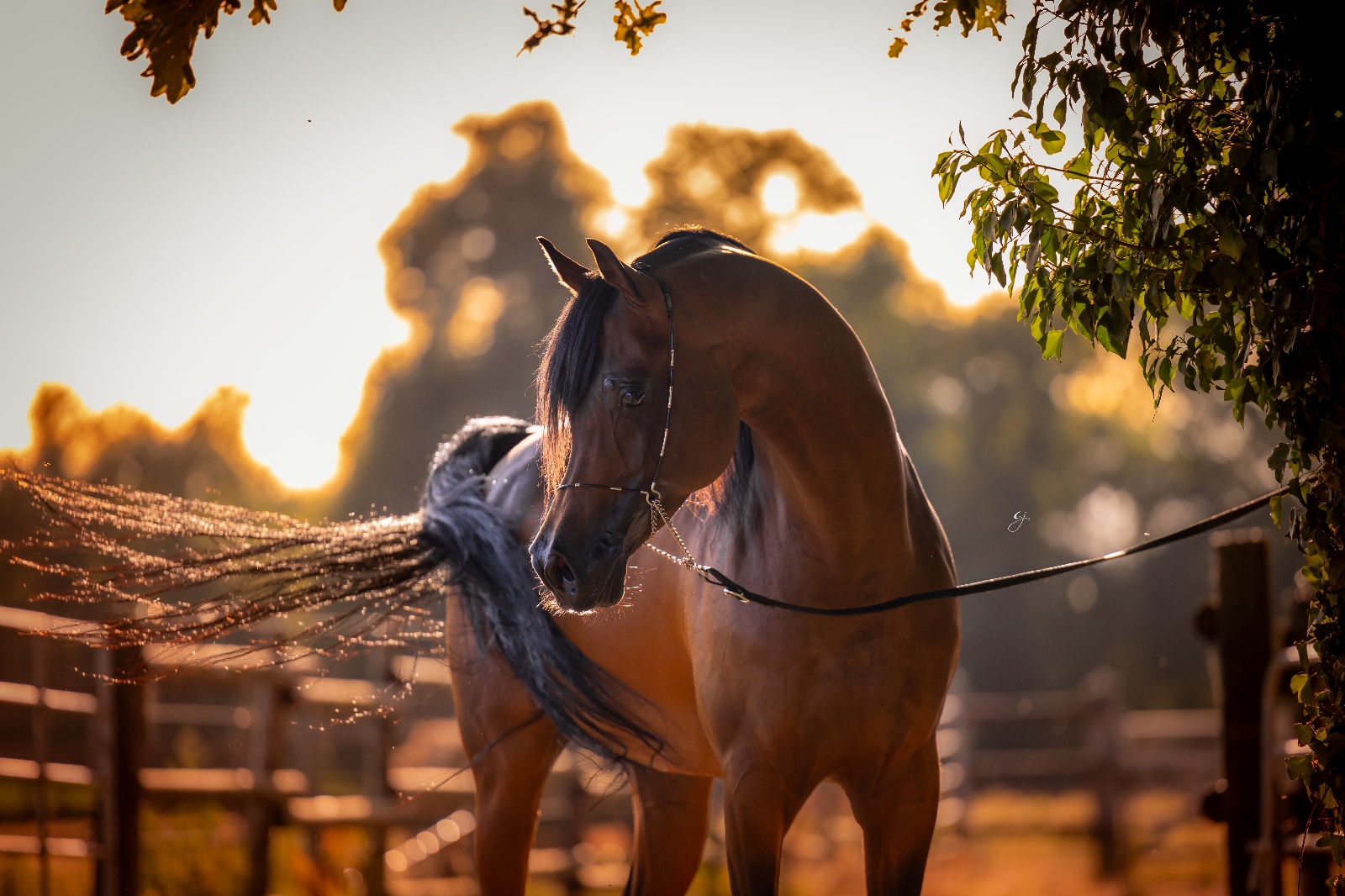 ARABIAN STALLION, BM DHAKIR DI MAR available for breeding and IAC for the 2026 season