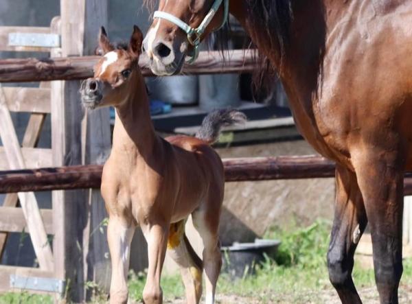 SIARD ARABIANS