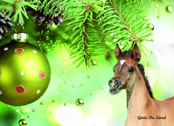 Bienvenue sur le nouveau site de SIARD ARABIANS.