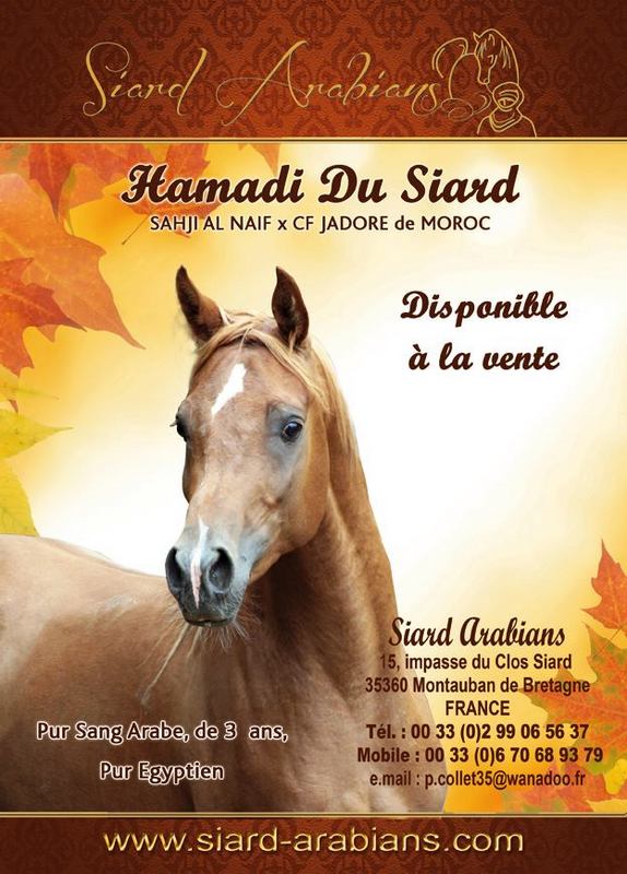 A vendre, HAMADI 3 ans,