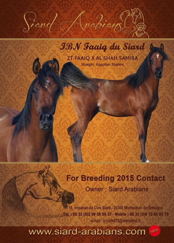 IBN FAAIQ DU SIARD, ( ZT FAAIQ,* AL SHAH SAMIRA), Etalon Pur-Sang Arabe, STRAIGHT EGYPTIAN .