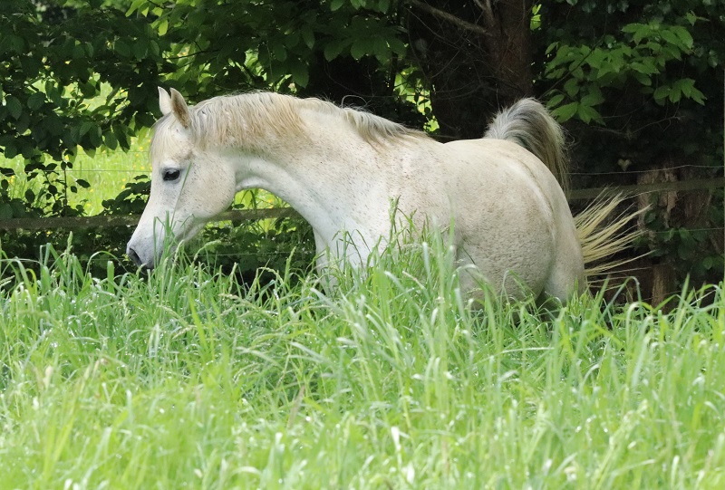 DESERT ROSE DU SIARD de SHAEL DREAM DESERT et GOLKONDA de LOTHAR EL NYHL, un pedigree rare....
