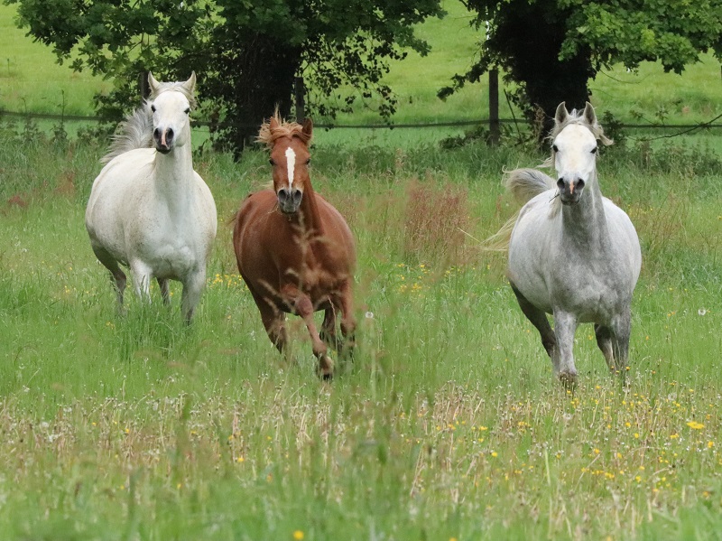 ELEVAGE DE CHEVAUX PUR-SANG-ARABES