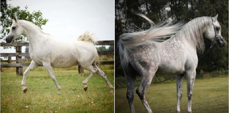 INFINITY IN FOAL FOR 2024 BY AL WAHAB AA