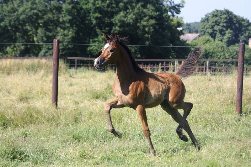 IMPERIA DU SIARD l'élégance et la beauté du cheval du désert