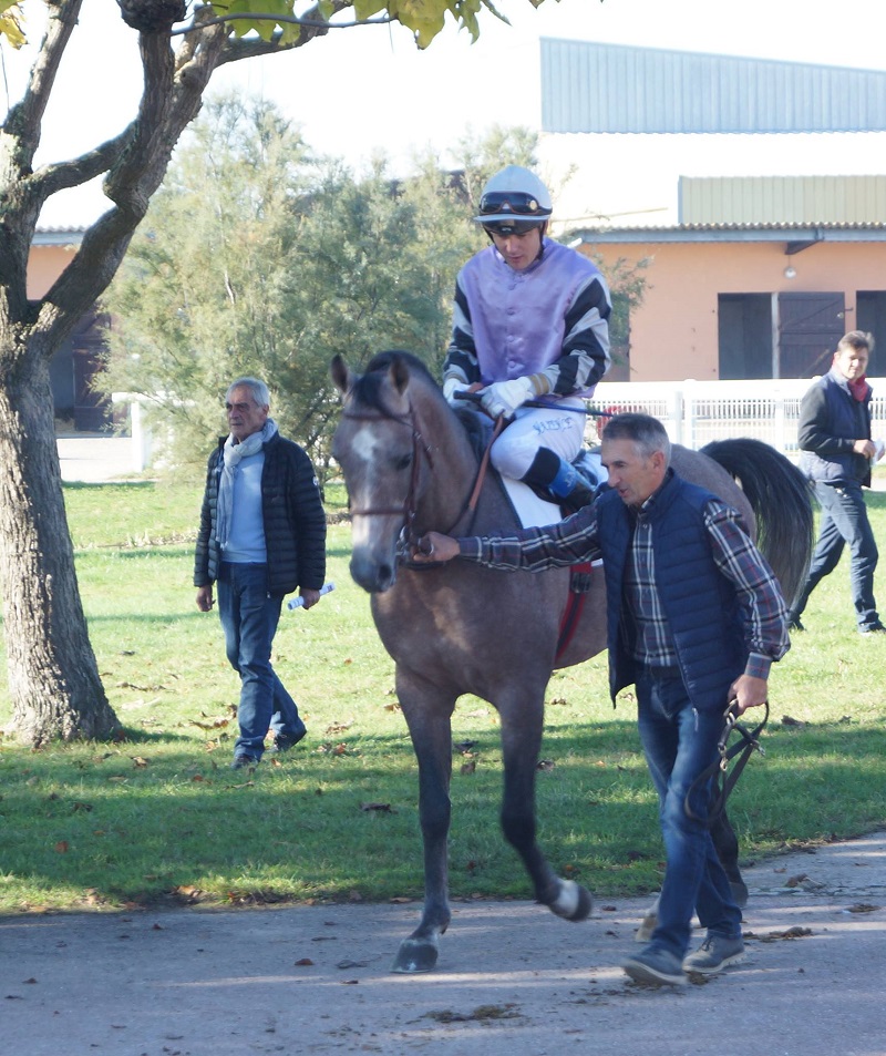POULAIN DE DJALLIL DU SIARD à l'ENTRAINEMENT DE COURSES DE PLAT