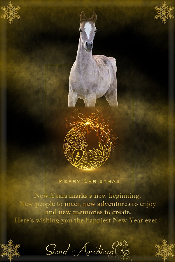 Siard Arabians vous souhaite de joyeuses fêtes de Noël et une bonne et propère nouvelle Année 2017...
