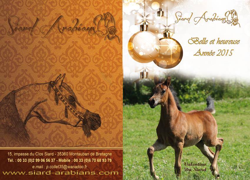 SIARD ARABIANS vous souhaite une belle et heureuse année 2015