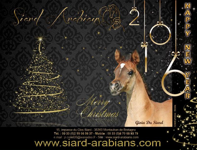 d'authentiques Pur-Sang Arabes à vendre